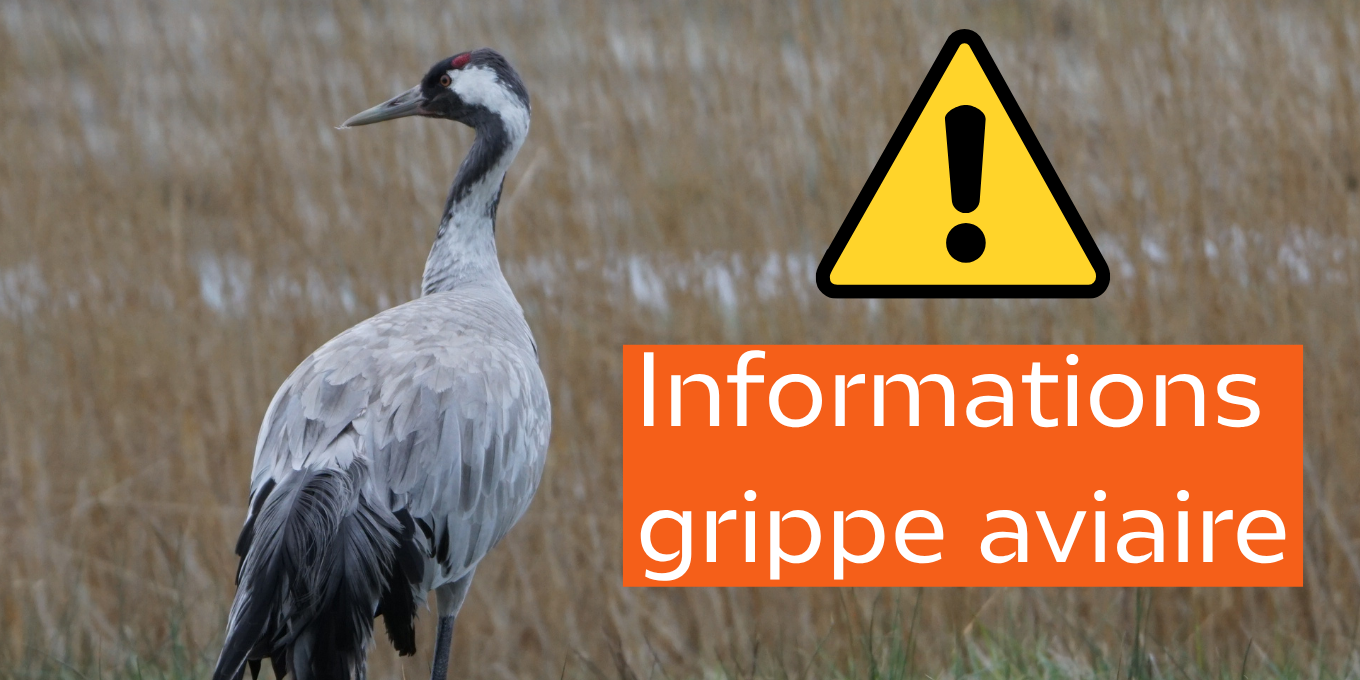 Informations <strong>grippe</strong> <strong>aviaire</strong>